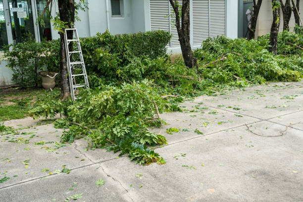 Best Large Tree Removal  in Pharr, TX